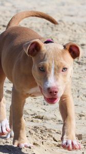 Preview wallpaper pitbull, dog, puppy, running, sand, shade