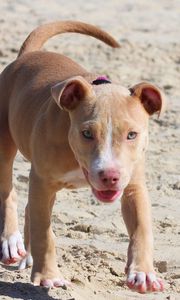 Preview wallpaper pitbull, dog, puppy, running, sand, shade