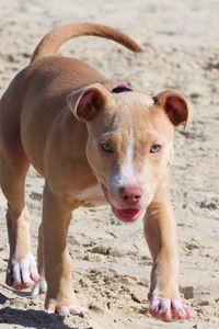 Preview wallpaper pitbull, dog, puppy, running, sand, shade