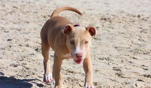 Preview wallpaper pitbull, dog, puppy, running, sand, shade