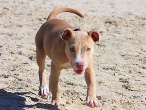 Preview wallpaper pitbull, dog, puppy, running, sand, shade