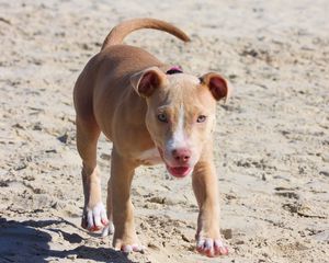 Preview wallpaper pitbull, dog, puppy, running, sand, shade