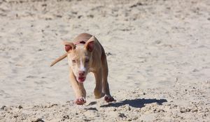 Preview wallpaper pitbull, puppy, dog, sand, run