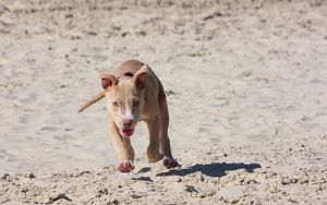 Preview wallpaper pitbull, puppy, dog, sand, run