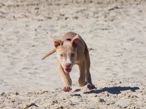 Preview wallpaper pitbull, puppy, dog, sand, run