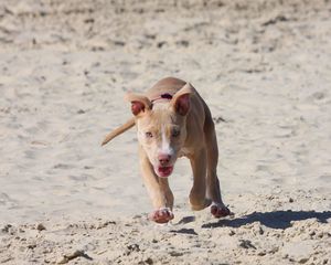 Preview wallpaper pitbull, puppy, dog, sand, run