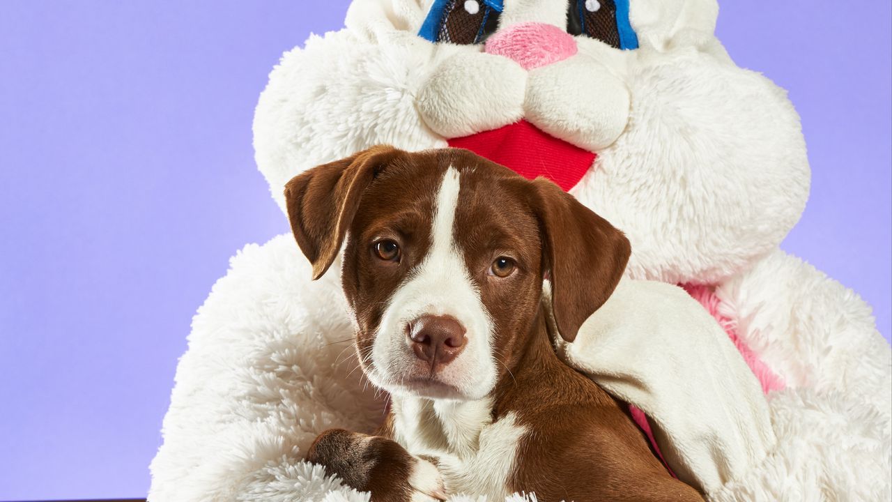 Wallpaper pitbull terrier, dog, puppy, pet, rabbit, toy