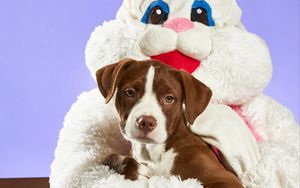 Preview wallpaper pitbull terrier, dog, puppy, pet, rabbit, toy