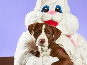 Preview wallpaper pitbull terrier, dog, puppy, pet, rabbit, toy