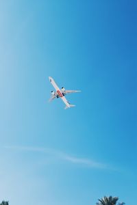 Preview wallpaper plane, flight, palm trees, sky, tropics