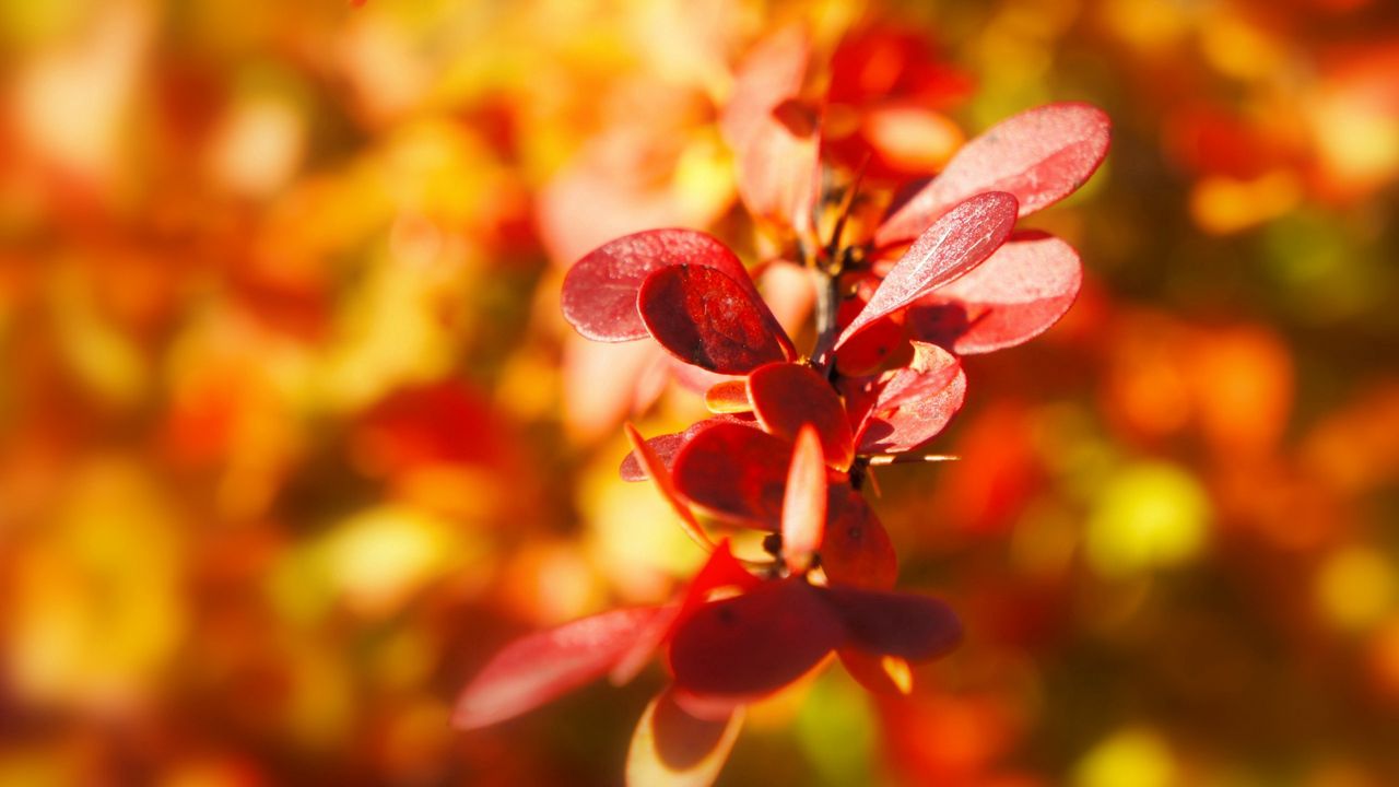 Wallpaper plant, autumn, leaves, background