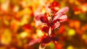 Preview wallpaper plant, autumn, leaves, background