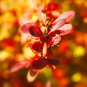 Preview wallpaper plant, autumn, leaves, background