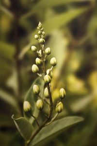 Preview wallpaper plant, background, flower, petals