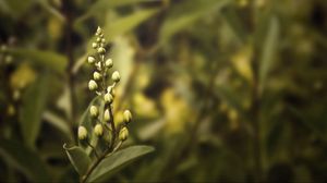 Preview wallpaper plant, background, flower, petals