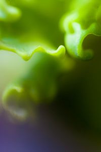 Preview wallpaper plant, bends, glare, green, blur, macro