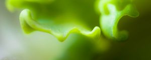 Preview wallpaper plant, bends, glare, green, blur, macro