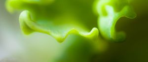 Preview wallpaper plant, bends, glare, green, blur, macro