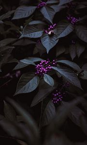 Preview wallpaper plant, berries, purple, bunches, leaves