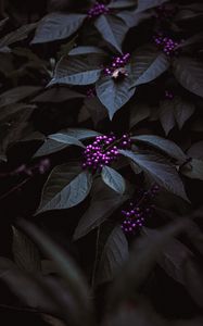 Preview wallpaper plant, berries, purple, bunches, leaves