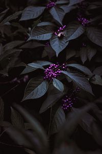 Preview wallpaper plant, berries, purple, bunches, leaves