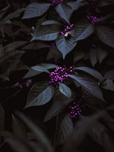 Preview wallpaper plant, berries, purple, bunches, leaves