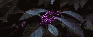 Preview wallpaper plant, berries, purple, bunches, leaves