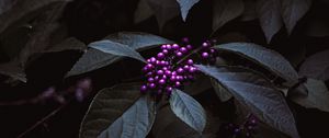 Preview wallpaper plant, berries, purple, bunches, leaves