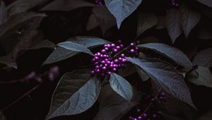 Preview wallpaper plant, berries, purple, bunches, leaves