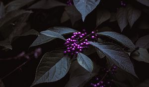 Preview wallpaper plant, berries, purple, bunches, leaves