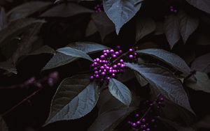 Preview wallpaper plant, berries, purple, bunches, leaves