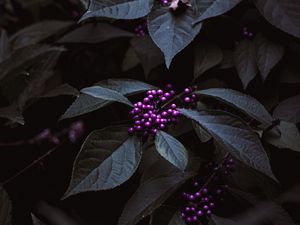 Preview wallpaper plant, berries, purple, bunches, leaves