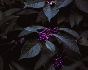 Preview wallpaper plant, berries, purple, bunches, leaves