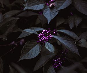 Preview wallpaper plant, berries, purple, bunches, leaves