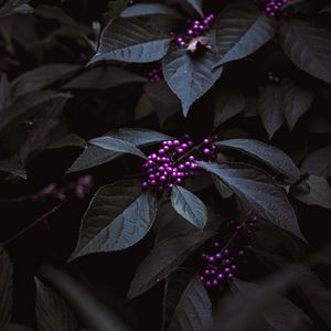 Preview wallpaper plant, berries, purple, bunches, leaves