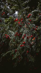 Preview wallpaper plant, berries, red, branches, wet