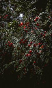 Preview wallpaper plant, berries, red, branches, wet