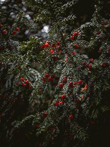 Preview wallpaper plant, berries, red, branches, wet