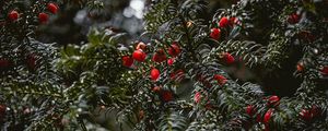 Preview wallpaper plant, berries, red, branches, wet