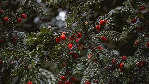 Preview wallpaper plant, berries, red, branches, wet