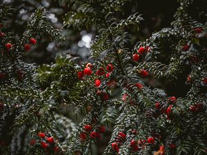 Preview wallpaper plant, berries, red, branches, wet