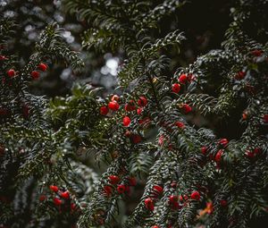 Preview wallpaper plant, berries, red, branches, wet