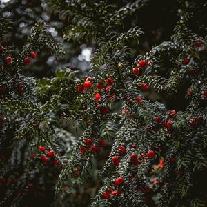 Preview wallpaper plant, berries, red, branches, wet