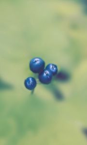 Preview wallpaper plant, berry, blur