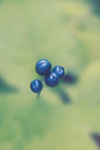 Preview wallpaper plant, berry, blur