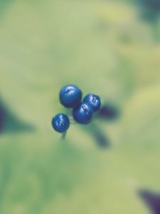 Preview wallpaper plant, berry, blur