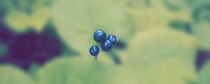 Preview wallpaper plant, berry, blur