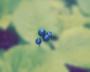 Preview wallpaper plant, berry, blur