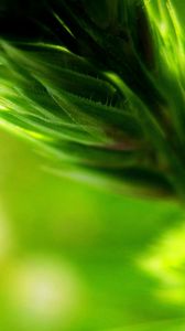 Preview wallpaper plant, blur, green