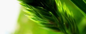 Preview wallpaper plant, blur, green